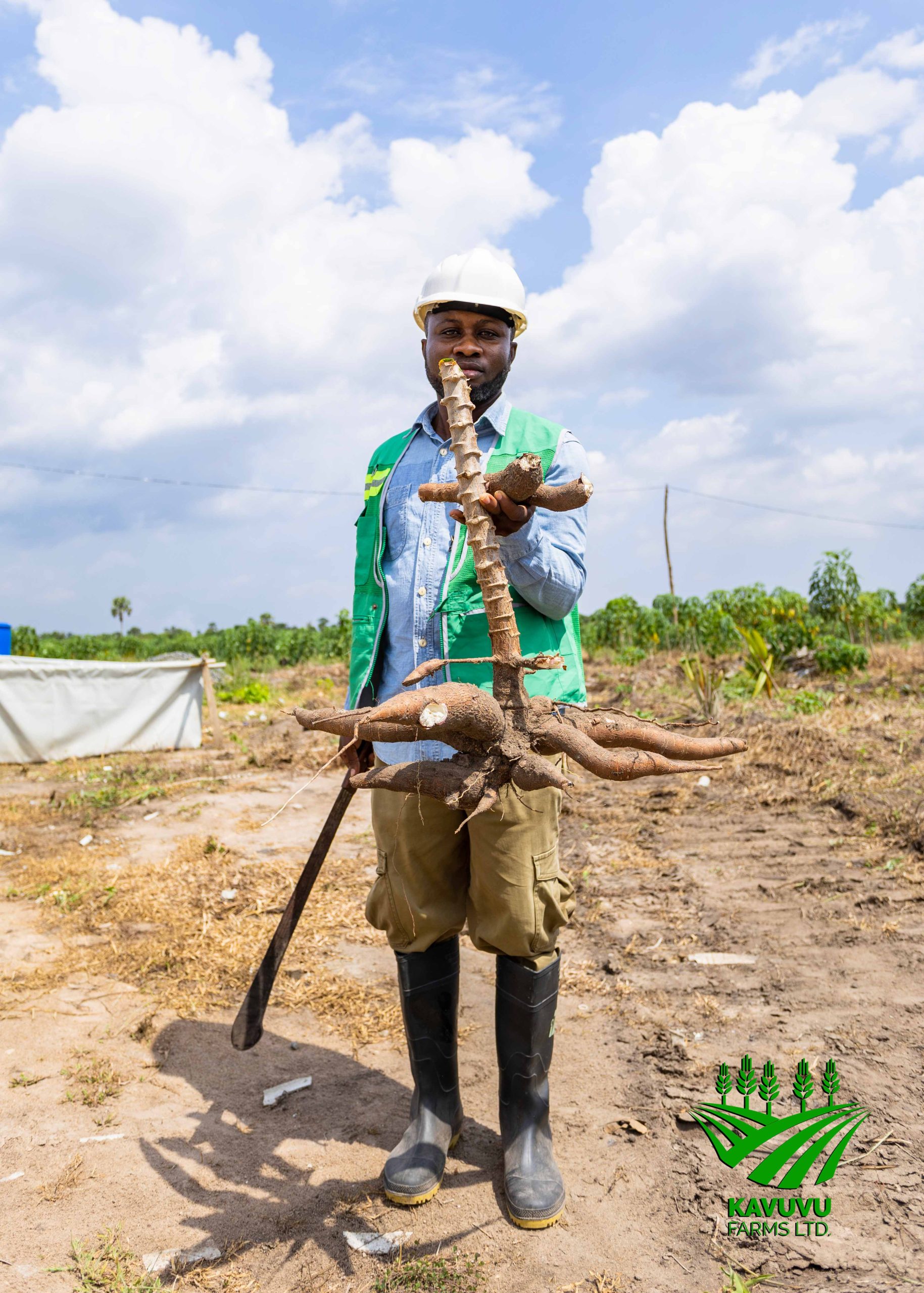 Cassava - Image 3