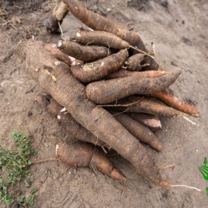 Cassava